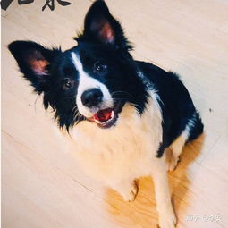 适合边牧幼犬的狗粮