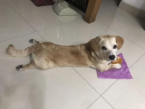 狗狗拉稀呕吐黄水呼吸急促