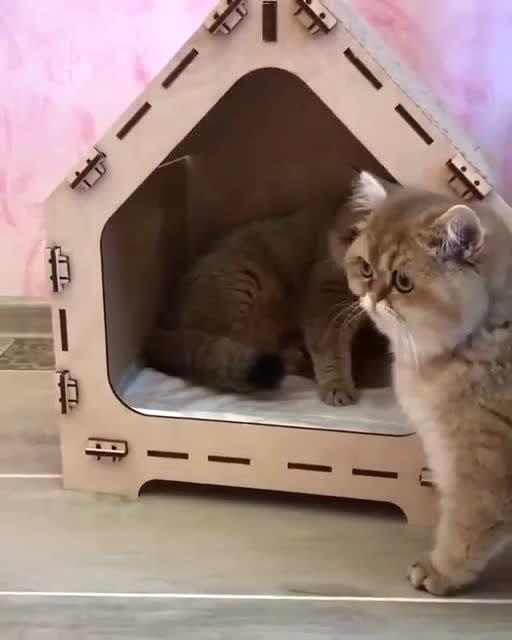 大猫多久会把小猫叼出来