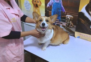 狗狗死了它的灵魂都会到哪去