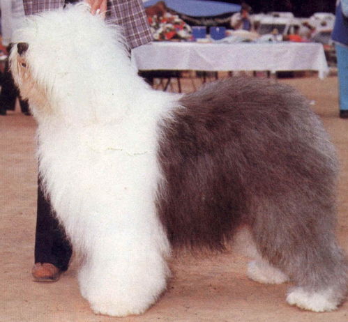 大犬类品种大全名字