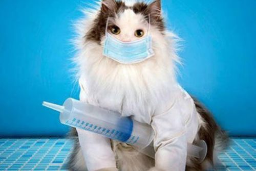 猫打一支疫苗需要多少钱