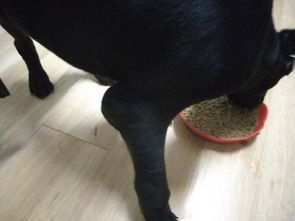 狗狗关节脓包手术
