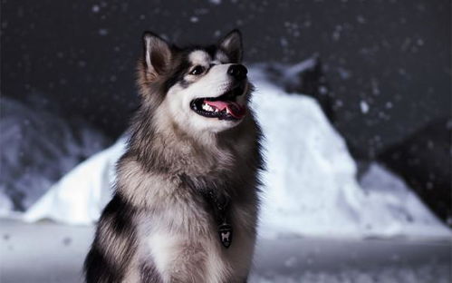 阿拉斯加犬可以吃些什么食物