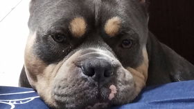 恶霸犬的缺点与优点