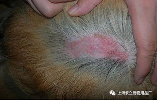 狗狗真菌治疗需要多久-