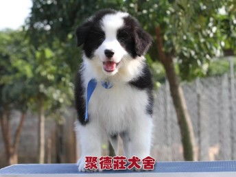 边牧cku犬舍