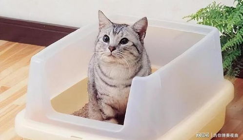 猫咪换了猫粮后软便