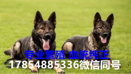 纯种东德牧羊犬特征