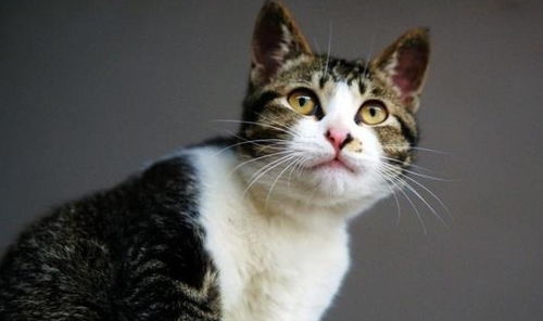 不同品种的猫吃的猫粮一样吗