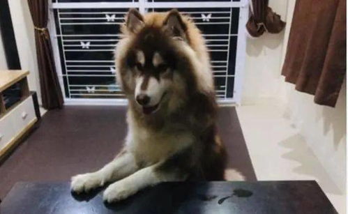 阿拉斯加为什么喜欢咬主人