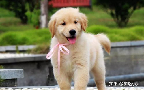中型犬哪种最好养