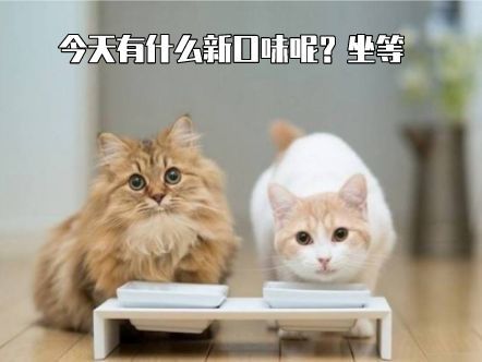 猫猫突然不吃猫粮