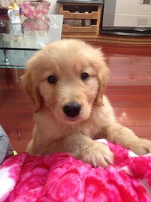 金毛幼犬吃生鸡蛋
