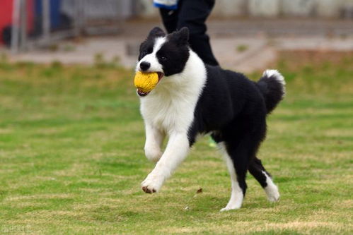 边牧犬几天洗澡