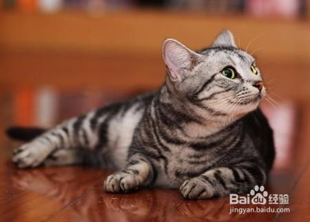 怎样防止猫咪上餐桌