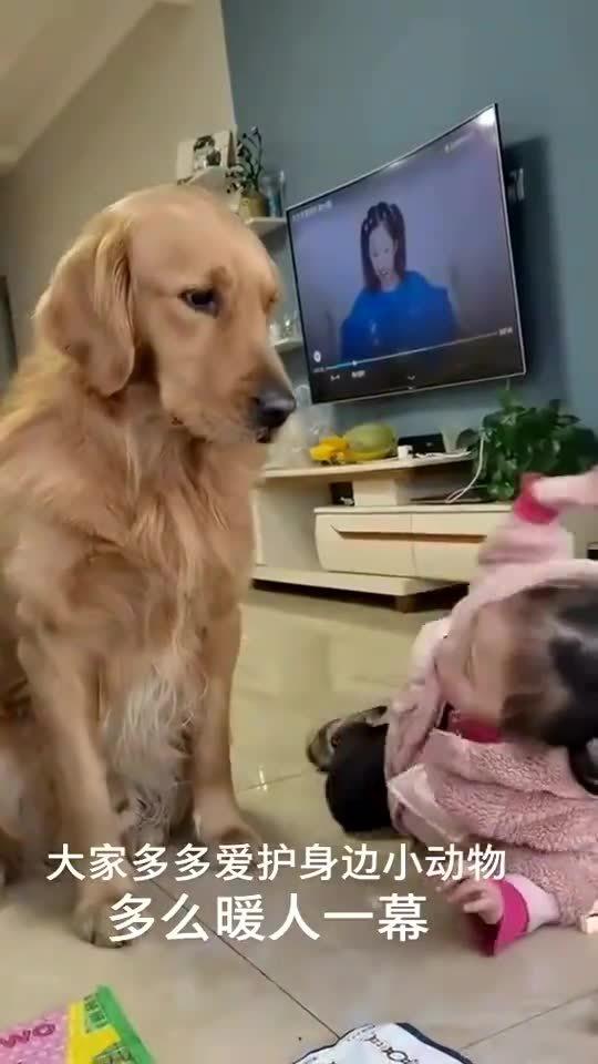 养狗的乐趣是啥