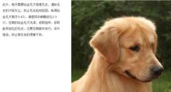 金毛产后吃什么最好