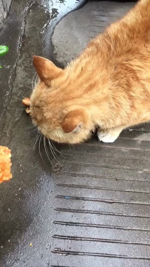 给猫咪投食