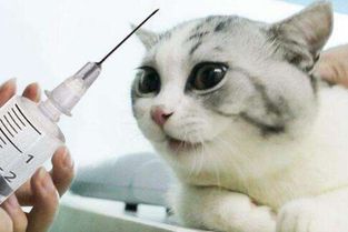 给小猫打疫苗需要多少钱