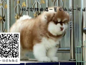 阿拉斯加多贵
