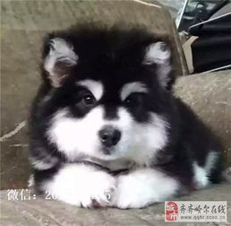阿拉斯幼犬多少钱