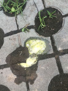 狗晚上吐了早上还喂吃的吗