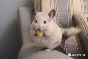 龙猫多久可以放风