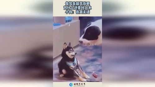 梦见狗吐我口水