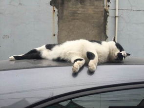 猫出走多久会回来