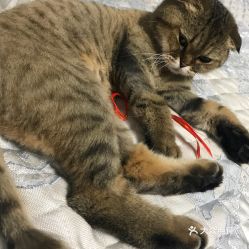狗狗几天开耳朵