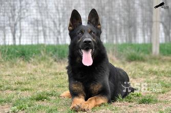 东德犬都有什么颜色