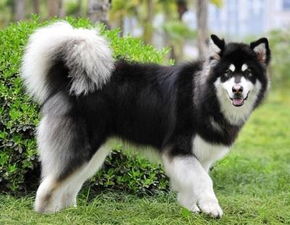 阿拉斯加犬的分类