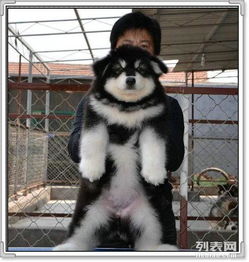 如何鉴别阿拉斯加纯种