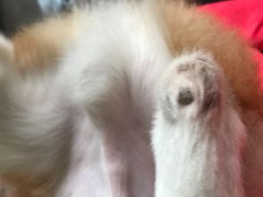 狗狗后腿关节处突出