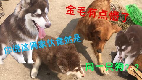 阿拉斯加总是舔自己后腿