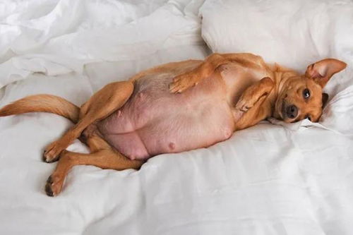 狗狗多久看得出怀孕