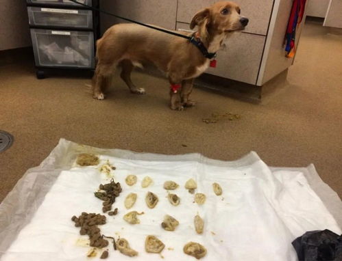 狗狗生产后多久吃东西最好