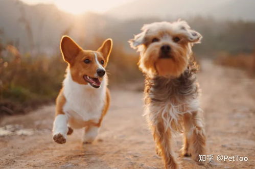 狗狗多大可以吃狗狗零食