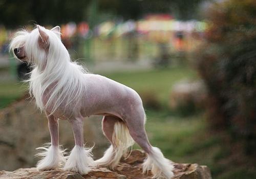 不掉毛的大型犬有哪些