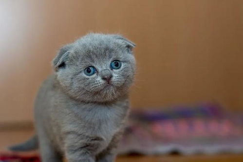 白毛加黄毛的猫是什么猫