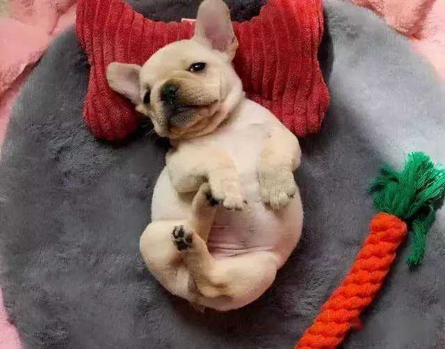 狗孕期多少天能摸出来