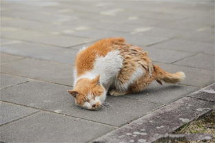 跳蚤对猫咪的影响