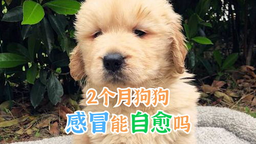狗狗窝咳可以自愈吗