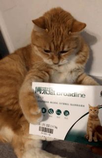 猫咪滴驱虫药后多久可以洗澡