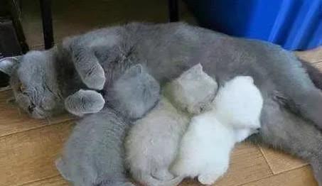 蓝猫怀孕几个月生产