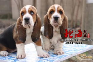 巴吉度犬值多少钱