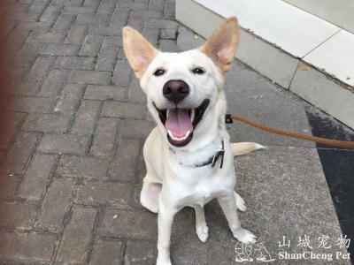 小狗出生多长时间打预防针