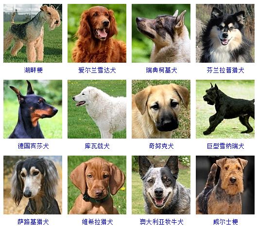 宠物犬的品种大全介绍