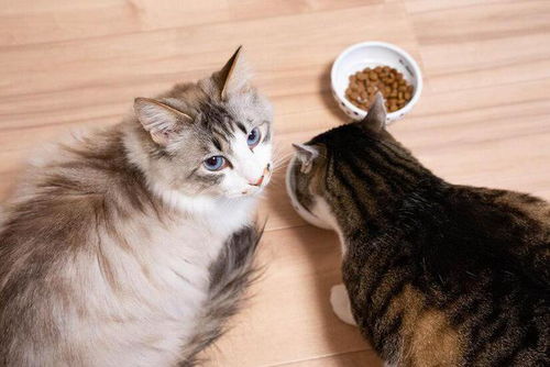 怎么样让猫爱吃猫粮